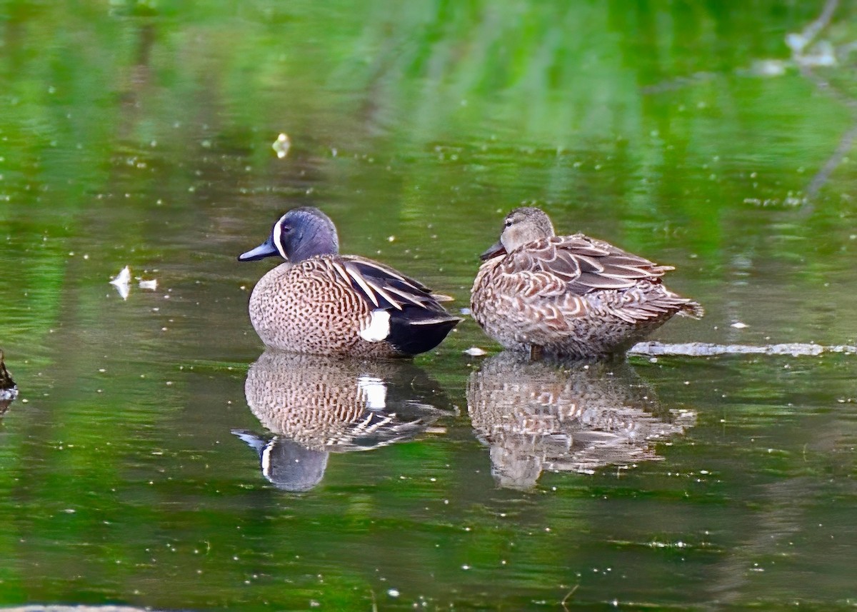 Blue-winged Teal - ML617807168