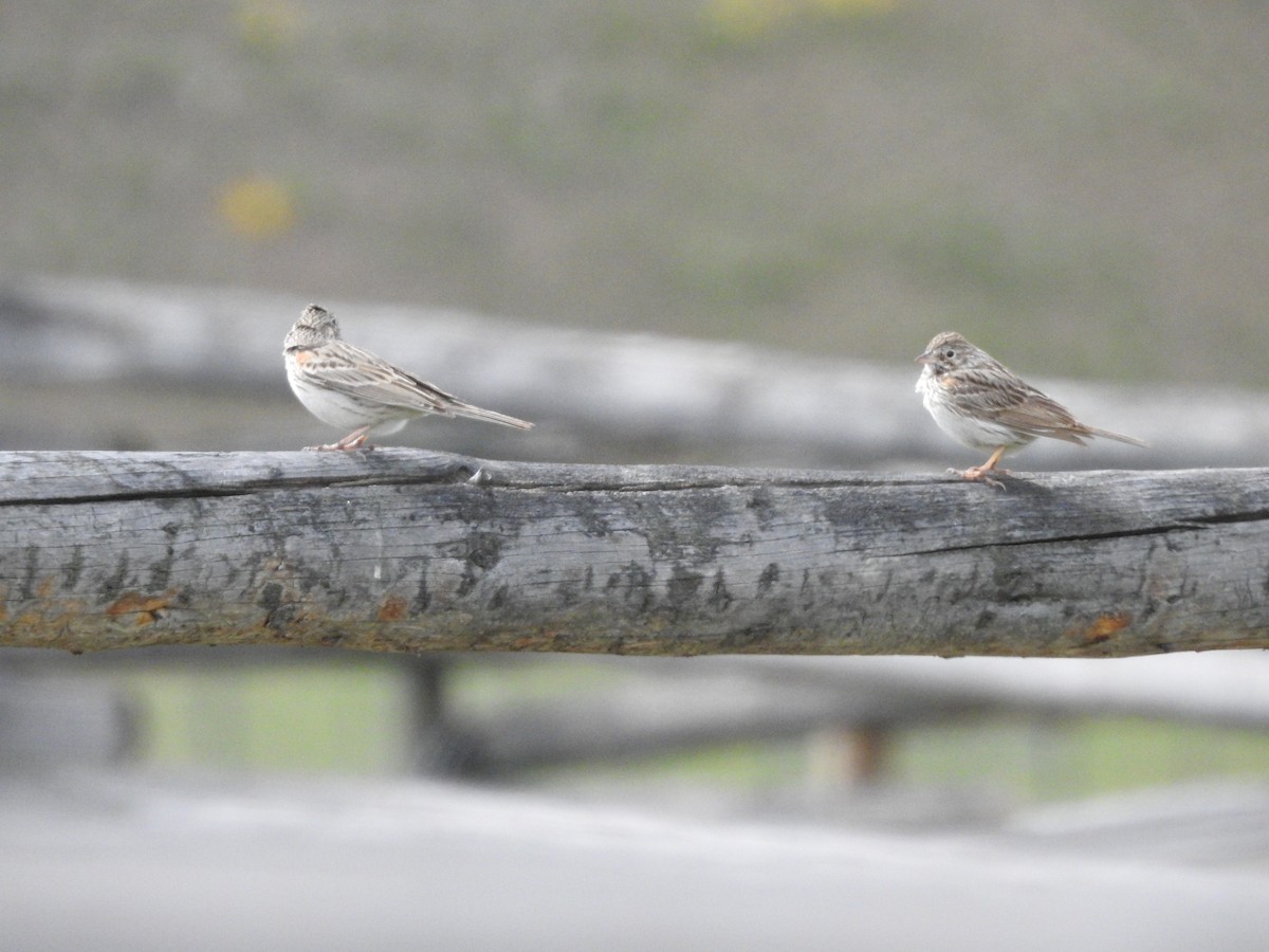 Vesper Sparrow - ML617807170