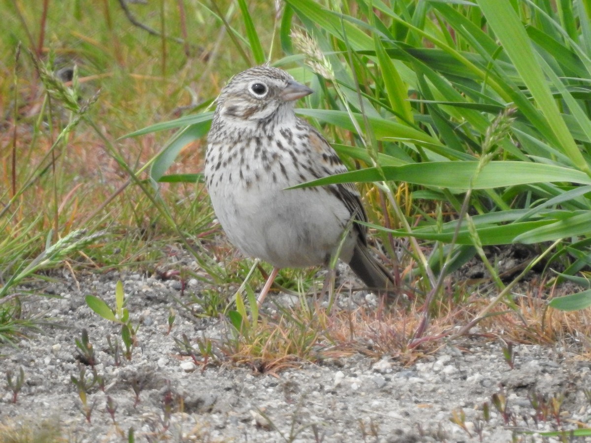 Vesper Sparrow - ML617807171