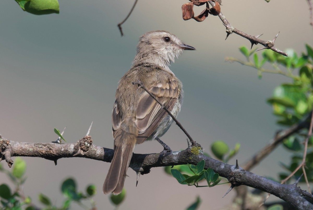 Tumbes Tyrannulet - ML617807191