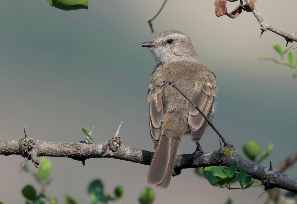 Tumbes Tyrannulet - ML617807195