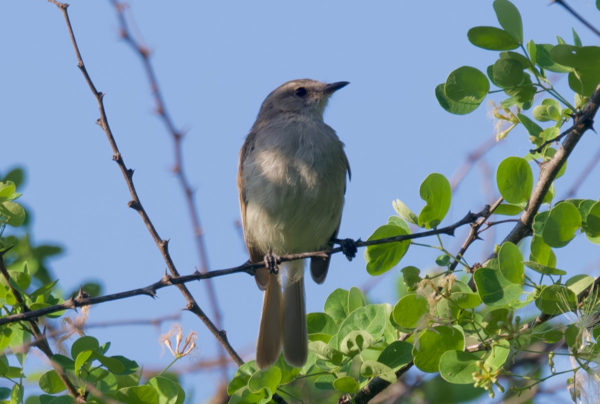 Tumbes Tyrannulet - ML617807196