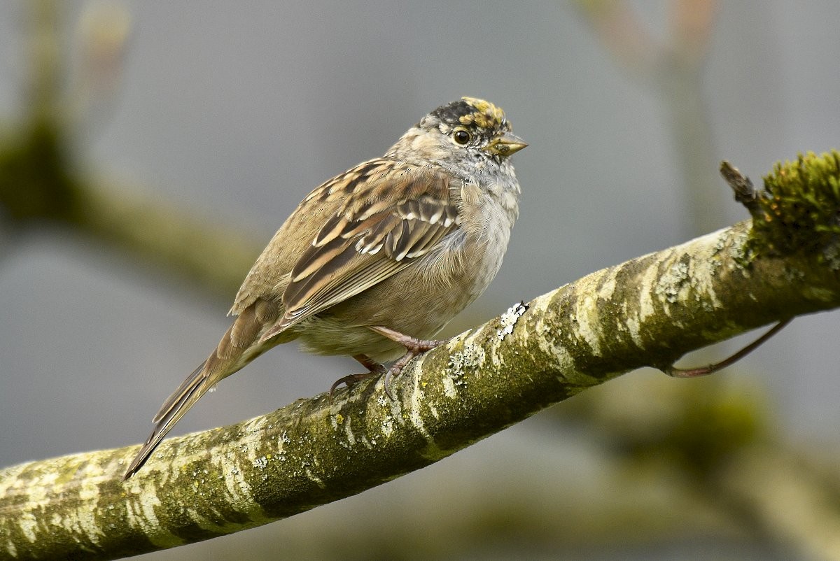 Golden-crowned Sparrow - Gord Gadsden