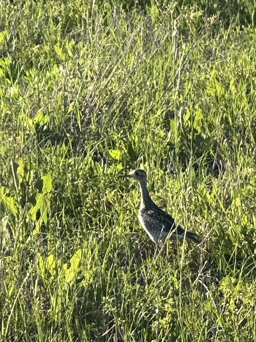 Upland Sandpiper - Corban Hemphill