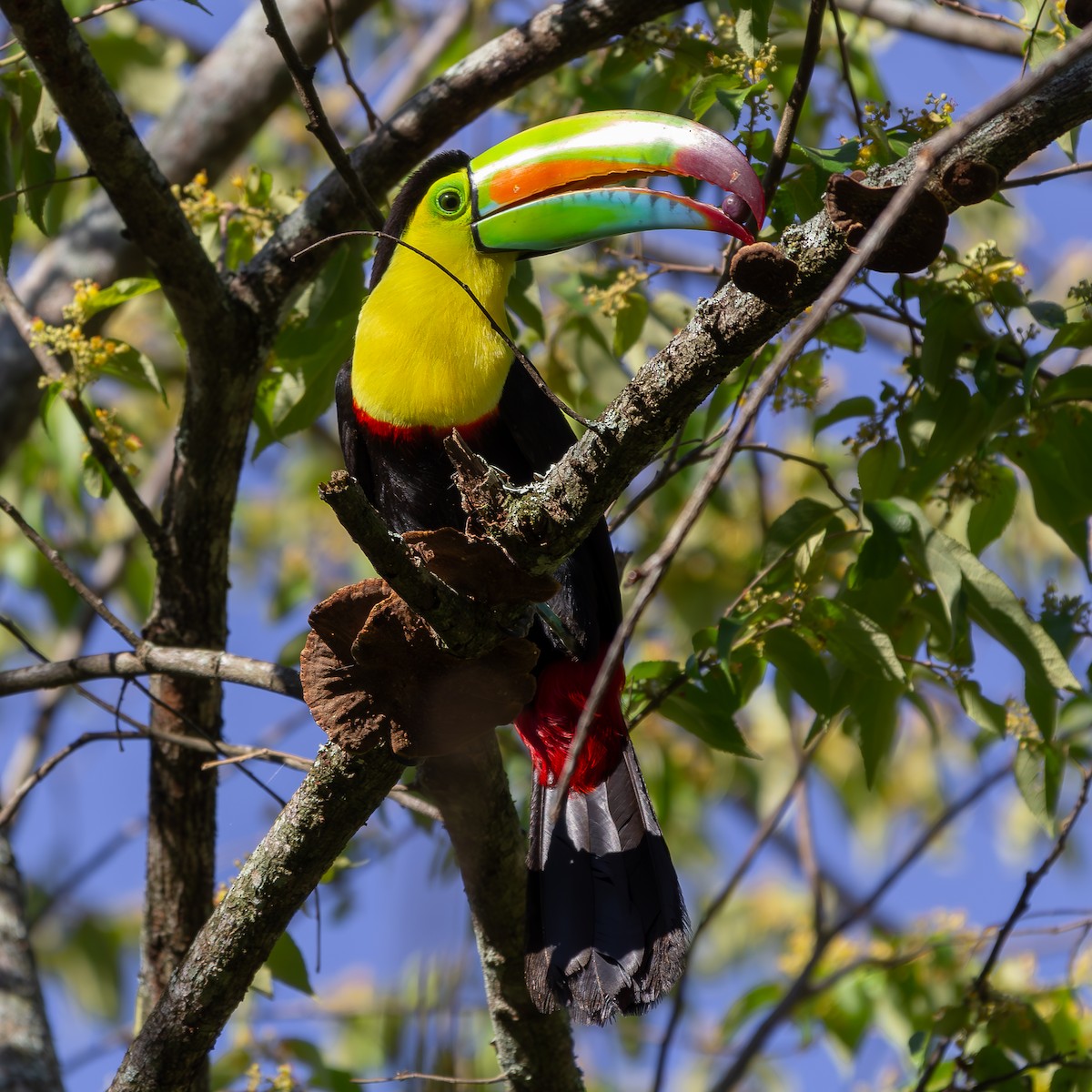 Toucan à carène - ML617807337