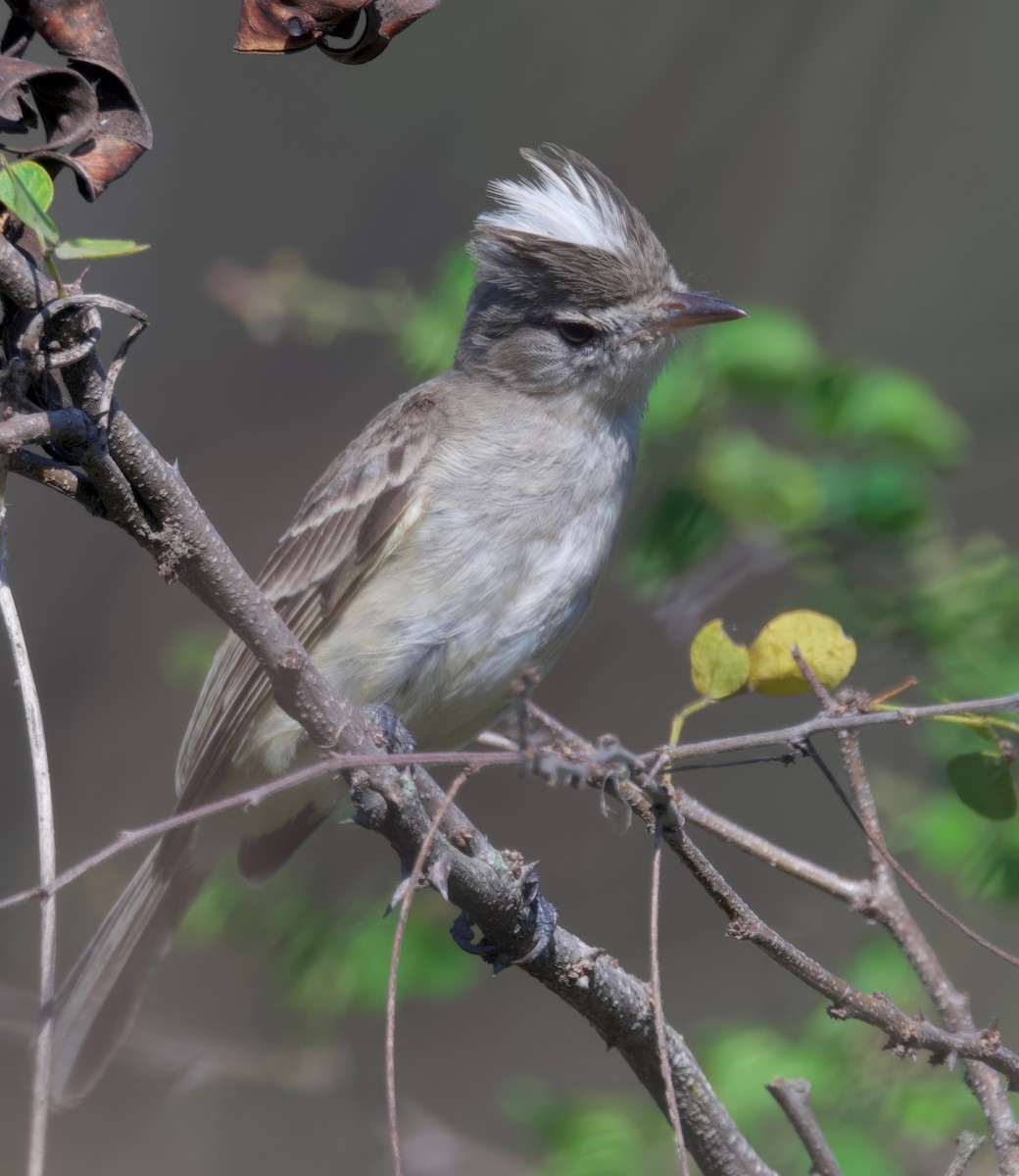 Gray-and-white Tyrannulet - Ken Rosenberg