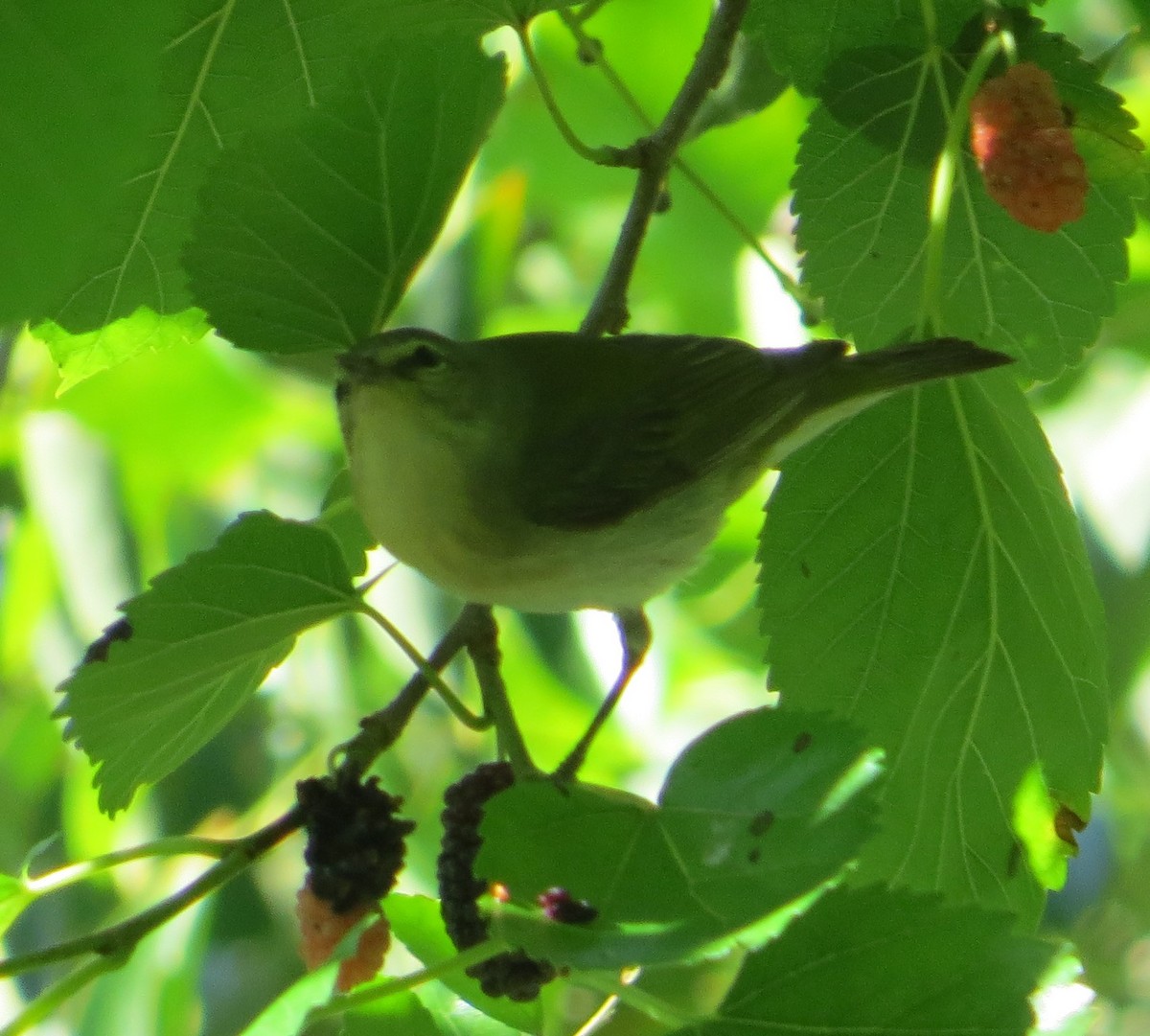 rødøyevireo - ML617807348