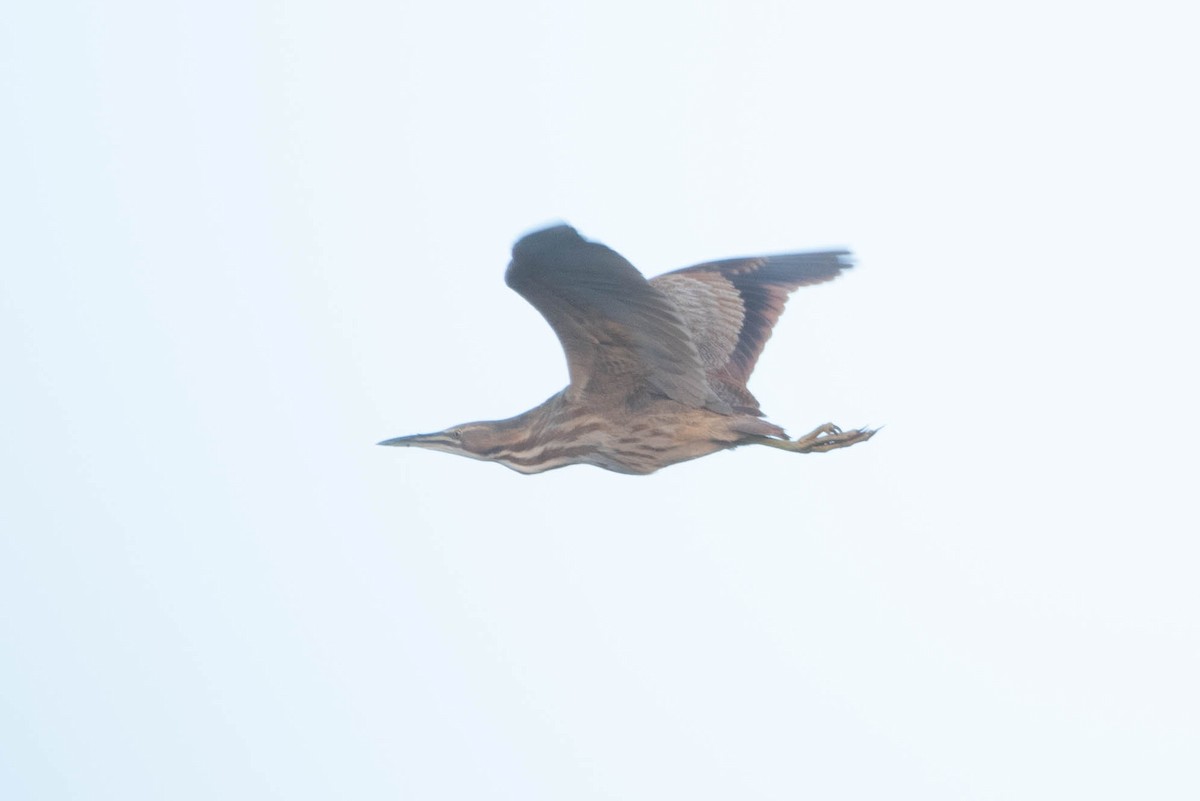 American Bittern - Cassidy Ficker