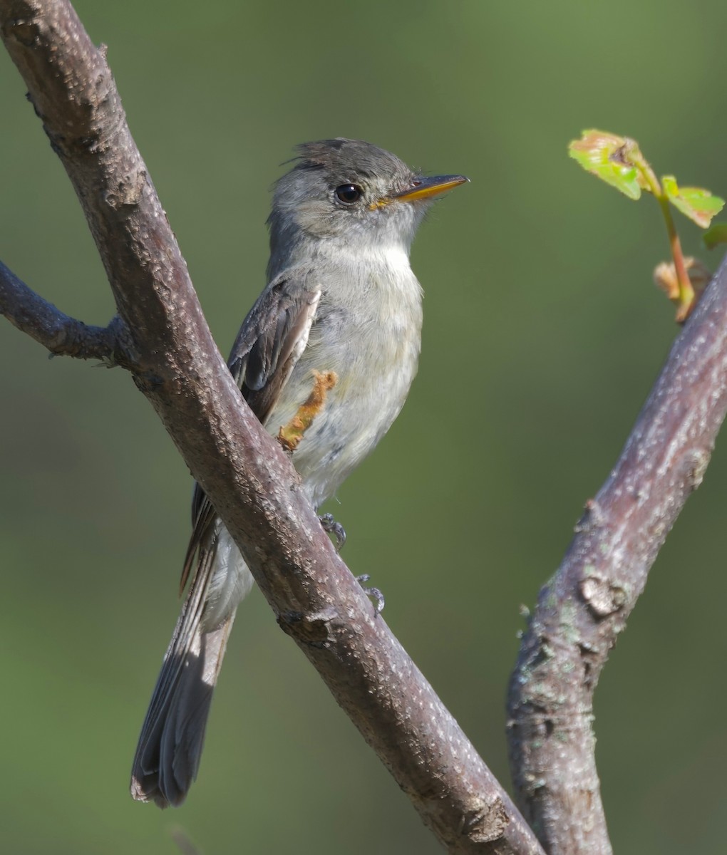 Tumbes Pewee - ML617807385