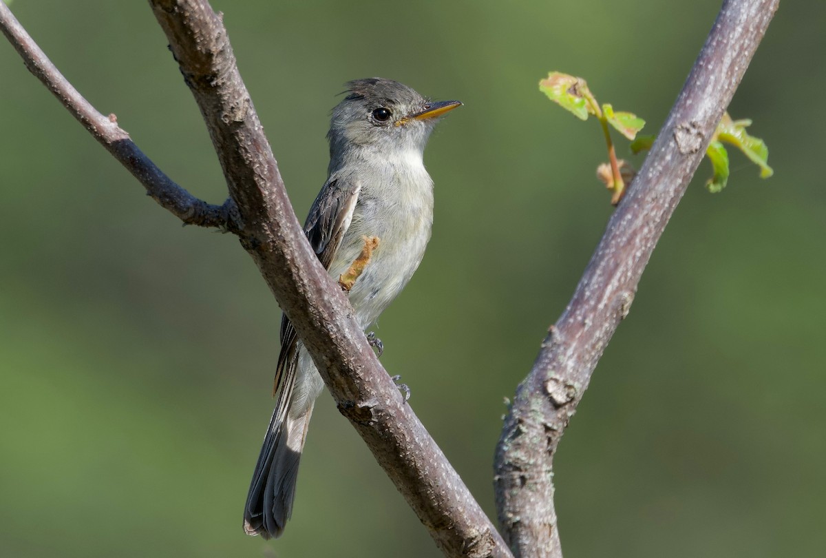 Tumbes Pewee - ML617807386