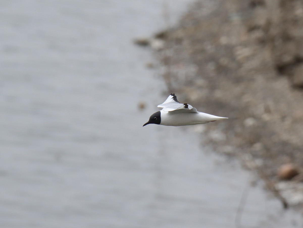 Mouette de Bonaparte - ML617807392