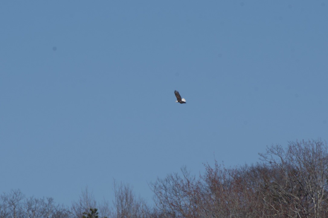 Bald Eagle - ML617807405