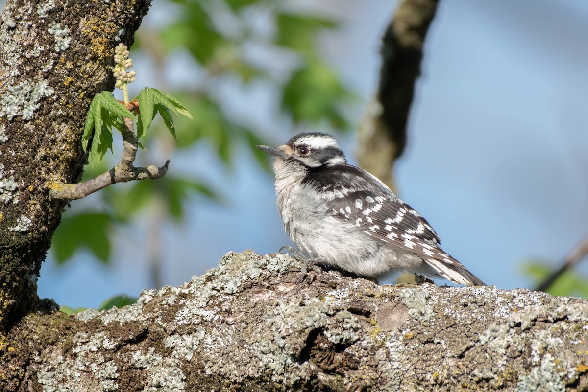 Downy Woodpecker - Cassidy Ficker