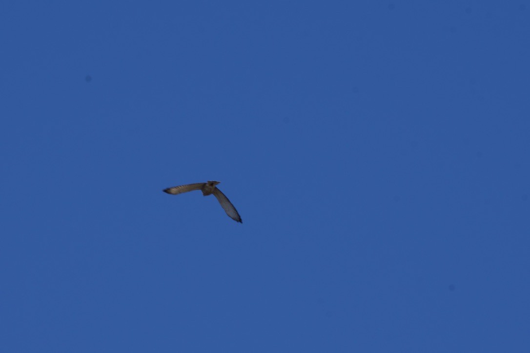 Broad-winged Hawk - ML617807455