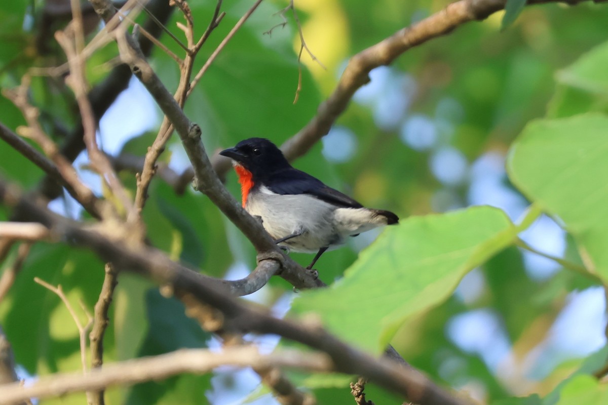 Blood-breasted Flowerpecker - ML617807493