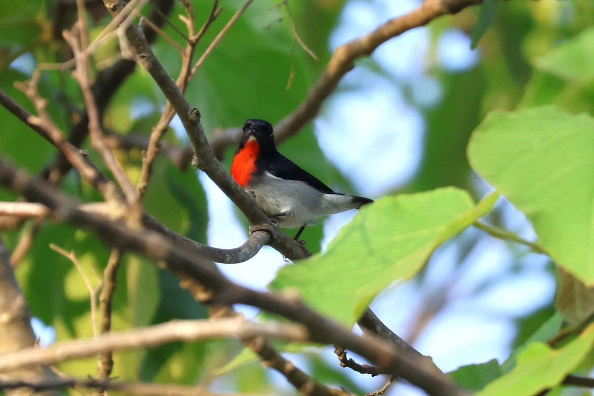 Blood-breasted Flowerpecker - 瑞珍 楊