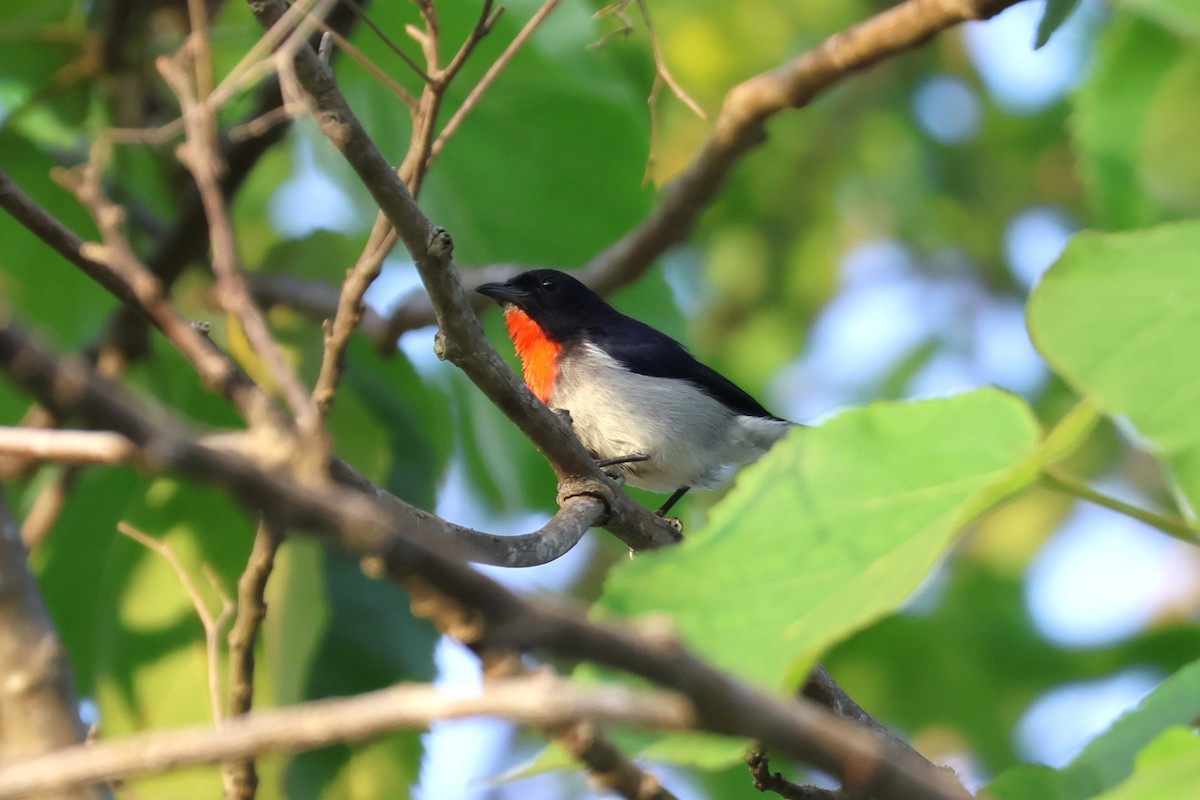 Blood-breasted Flowerpecker - ML617807495