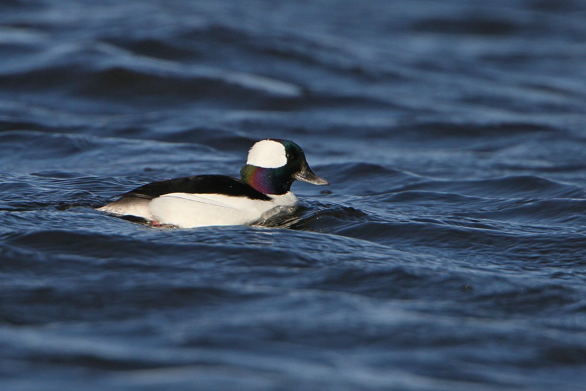 Bufflehead - Gerard Proulx