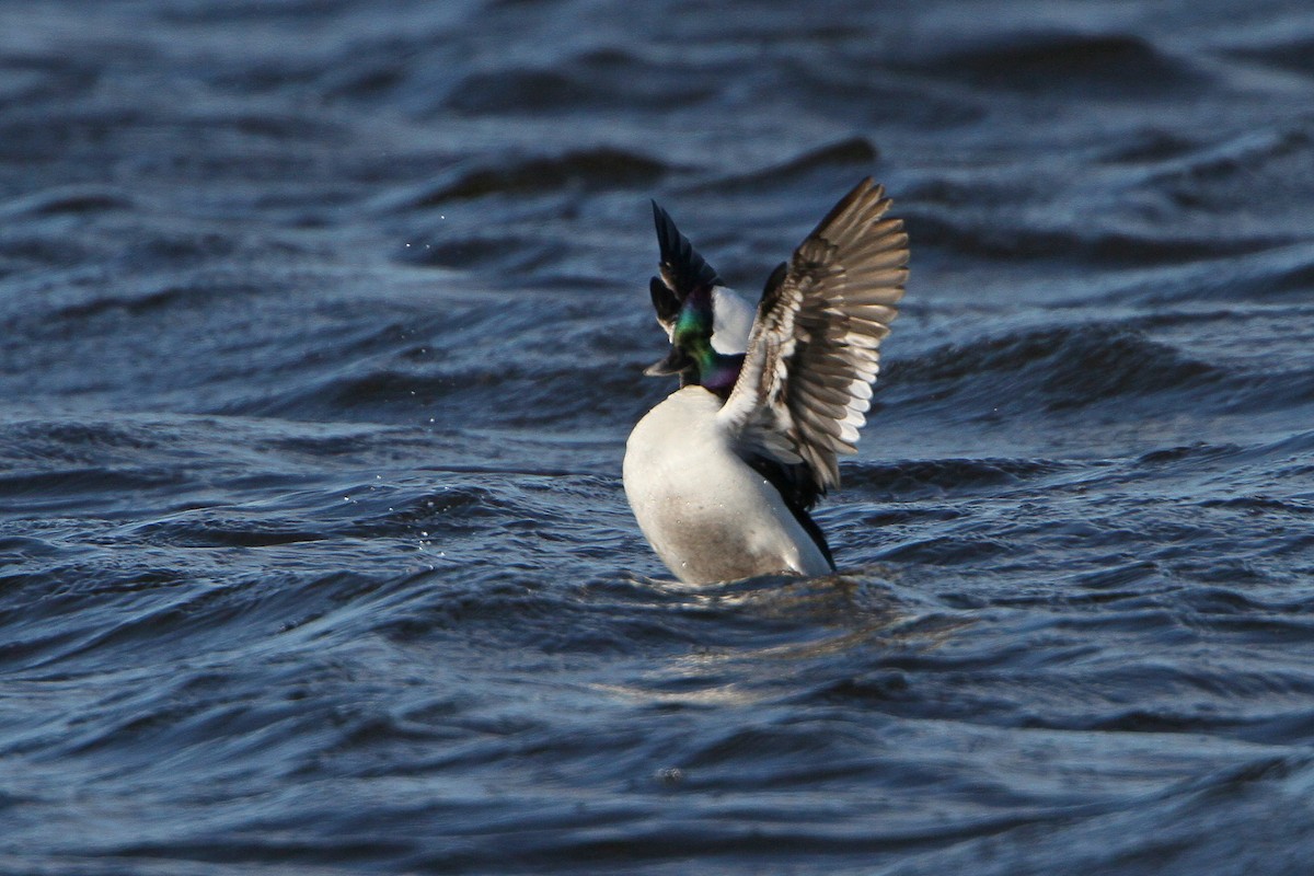 Bufflehead - Gerard Proulx