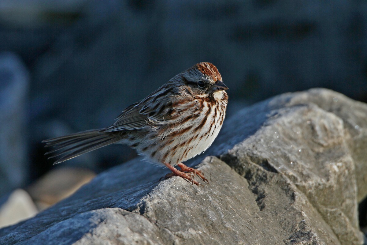 Song Sparrow - ML617807563