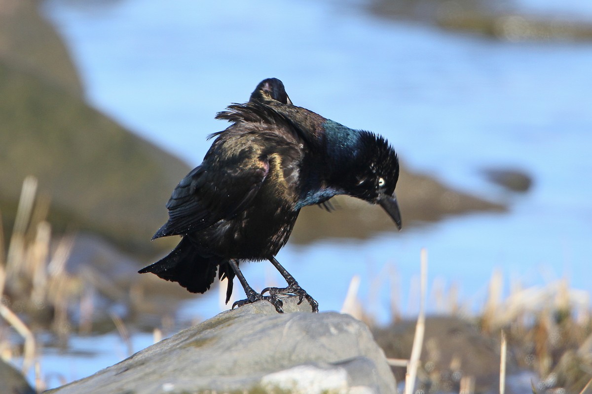 Common Grackle - Gerard Proulx