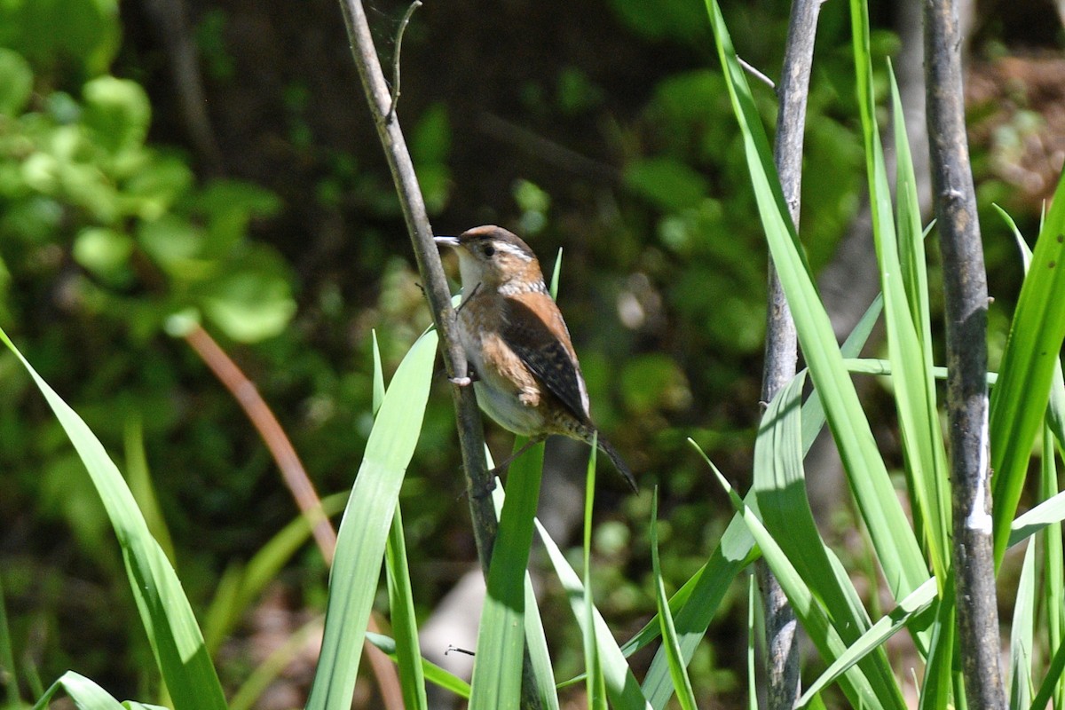 Marsh Wren - Jim Ivett