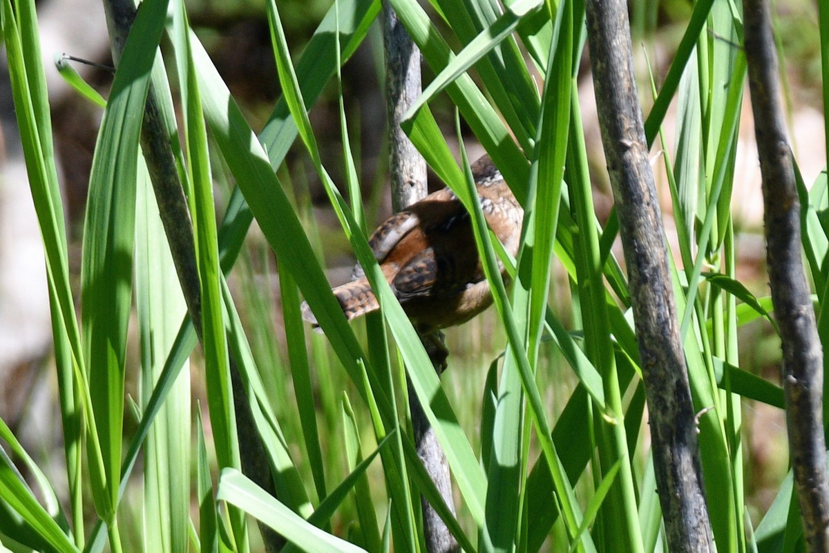 Marsh Wren - Jim Ivett