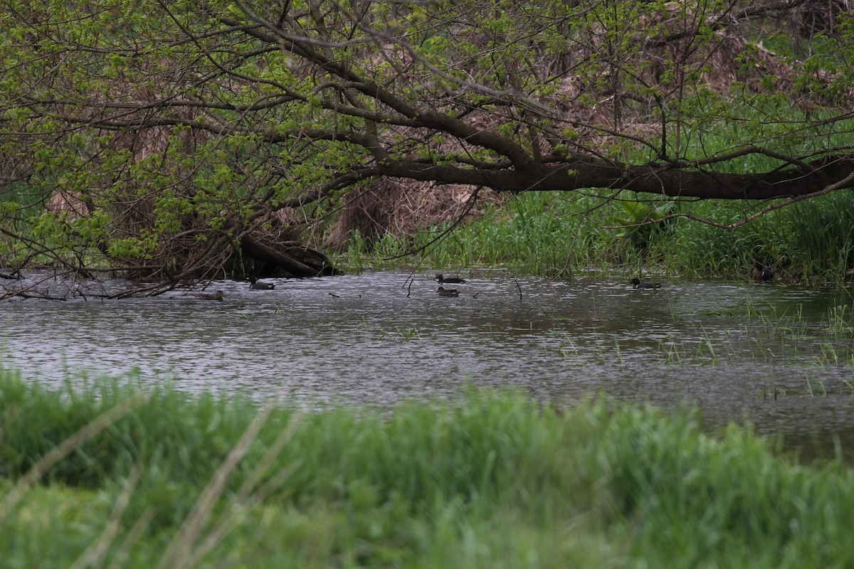 Green-winged Teal (American) - ML617807767