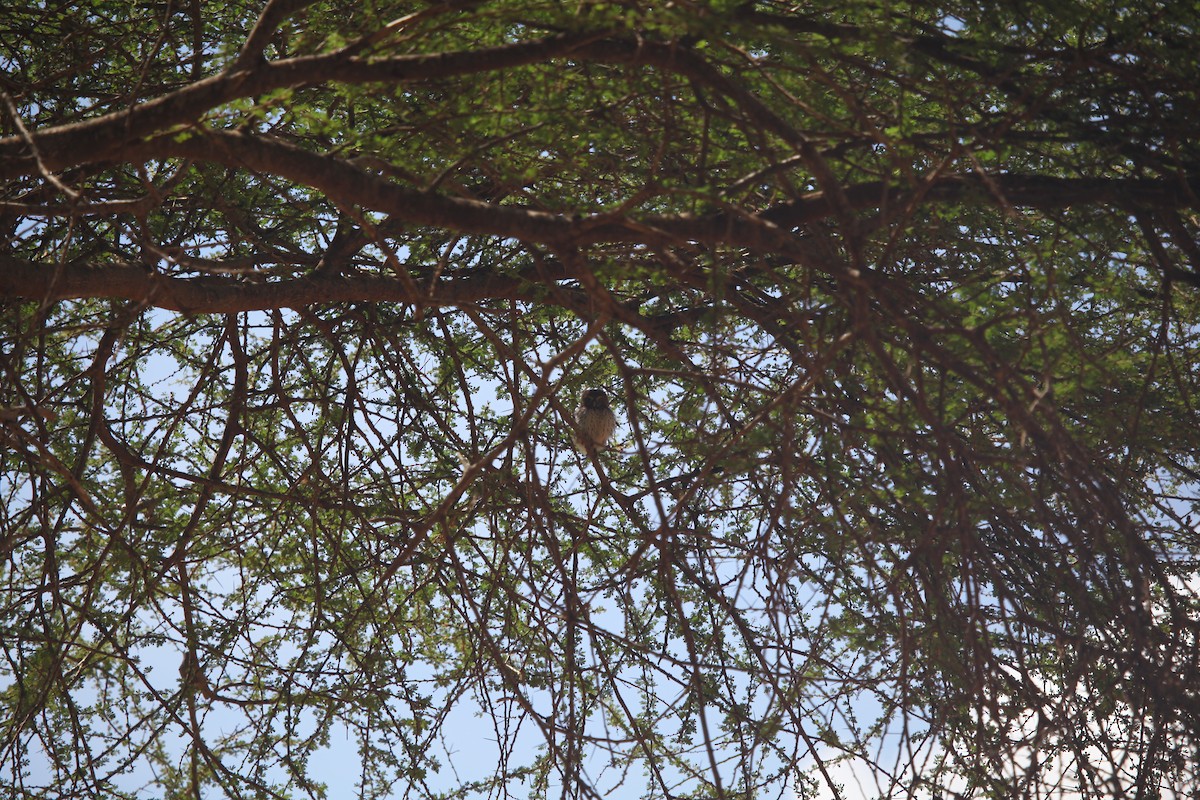 Pearl-spotted Owlet - Ray Yan