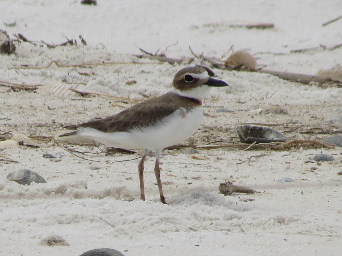 Wilson's Plover - ML617807773