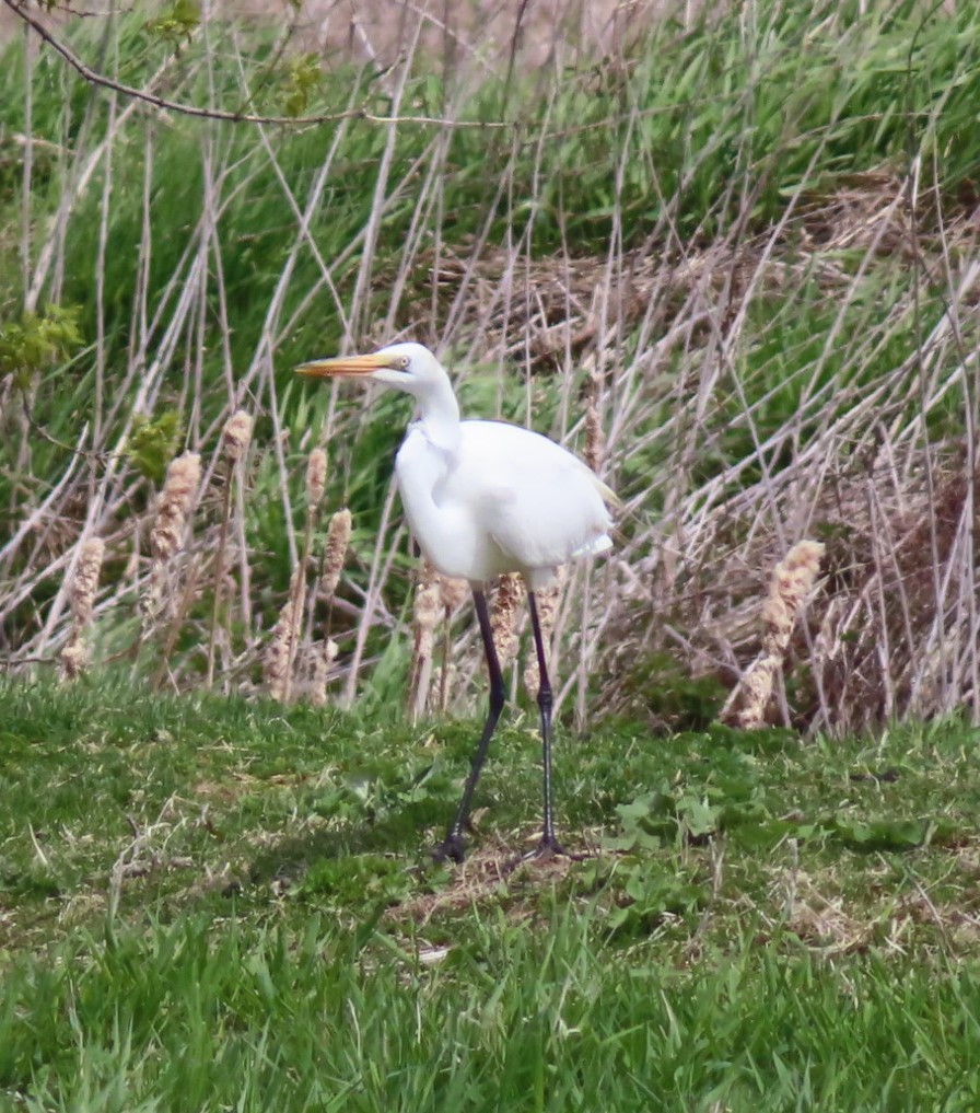 Great Egret - Fred Dike