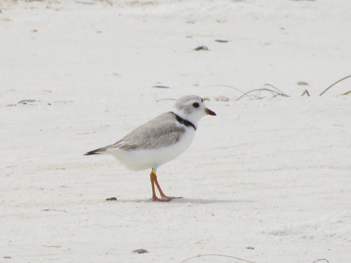 Snowy Plover - ML617807790