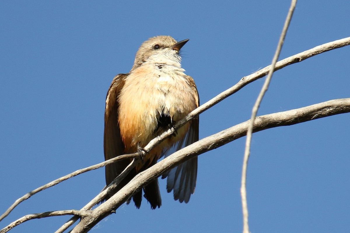 Vermilion Flycatcher - ML617807791