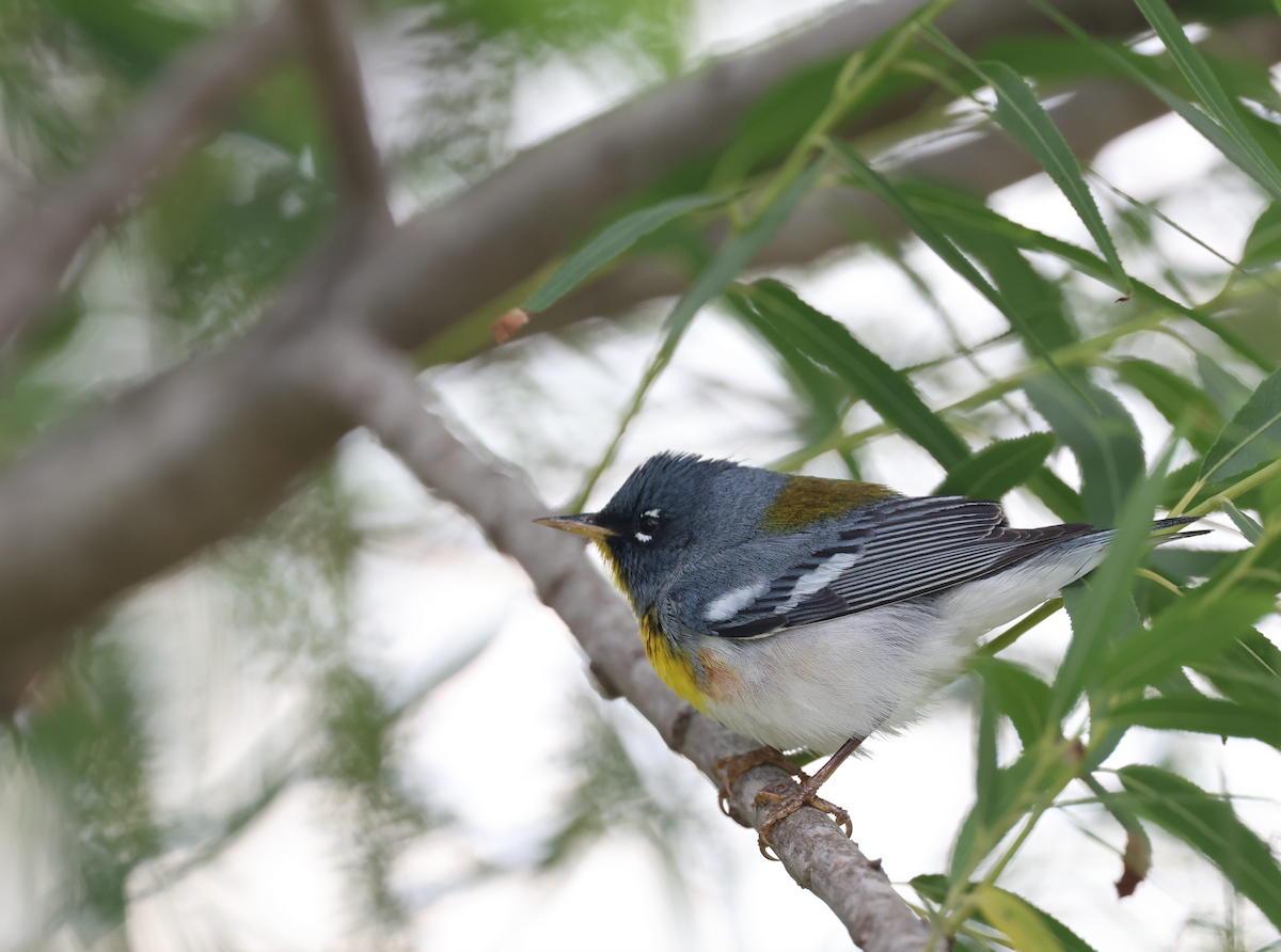 Northern Parula - ML617807793