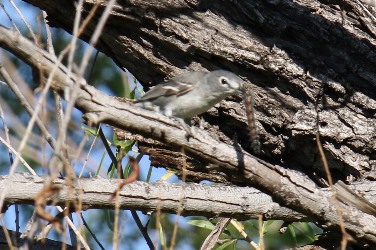 Cassin's Vireo - ML617807800