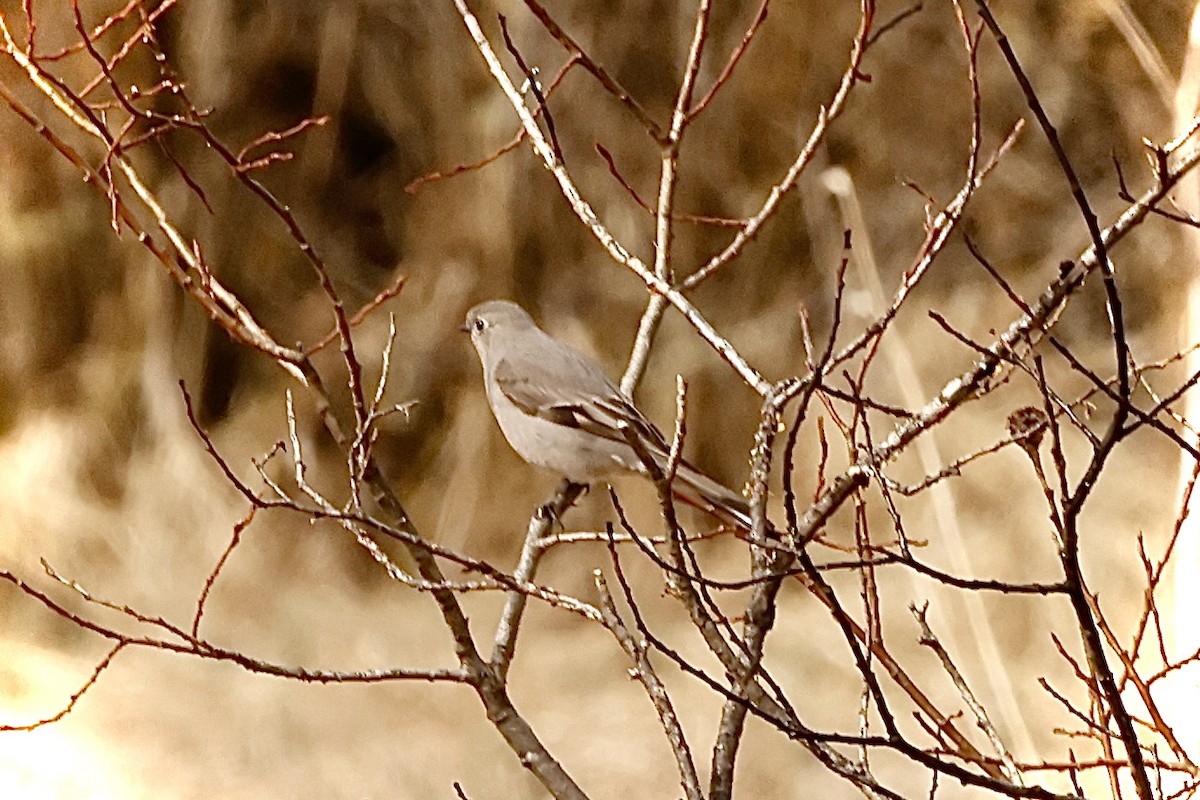 Townsend's Solitaire - ML617807805