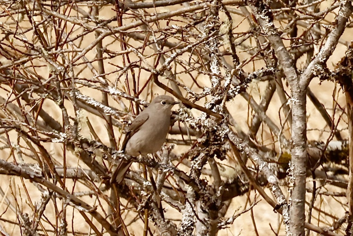 Townsend's Solitaire - ML617807806