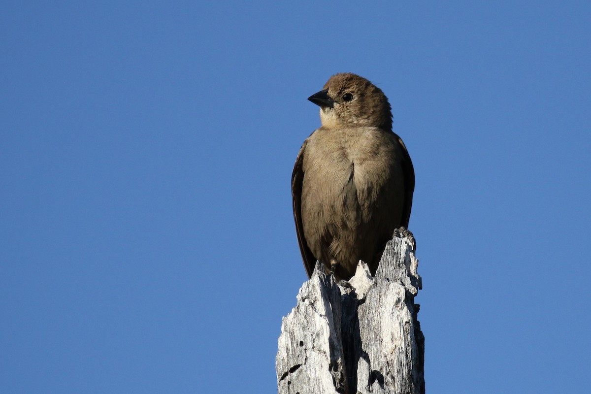 Brown-headed Cowbird - ML617807811