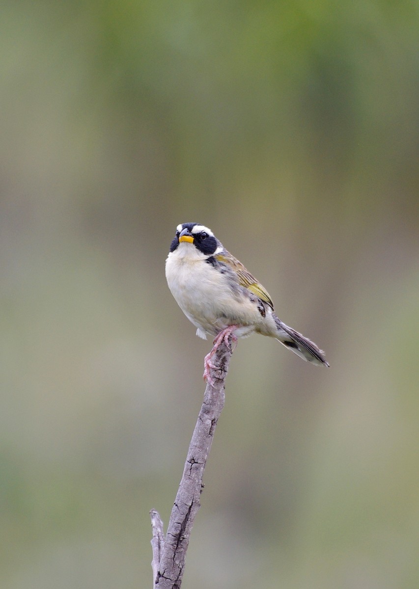 Black-masked Finch - ML617807813