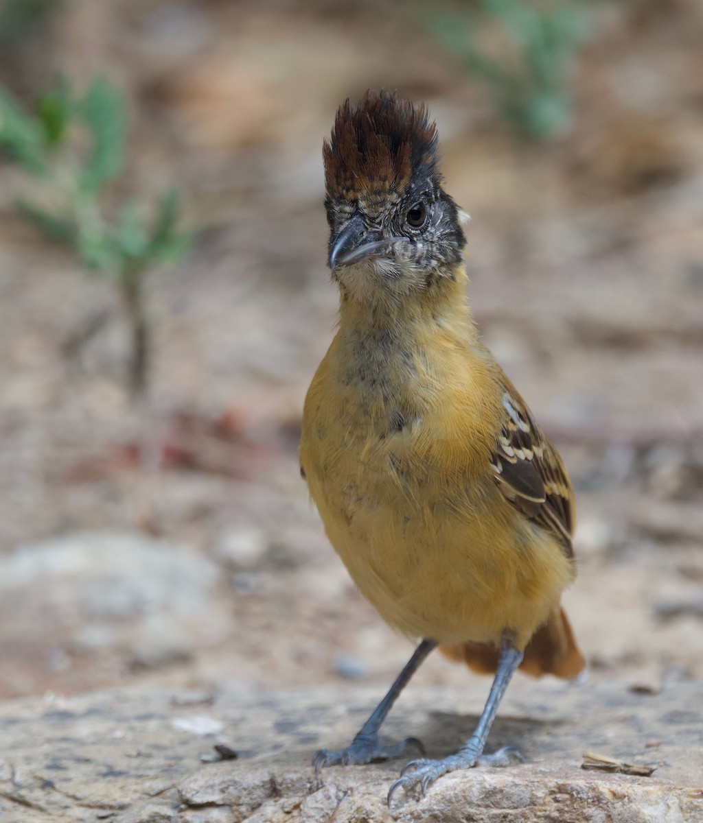 Collared Antshrike - ML617807814