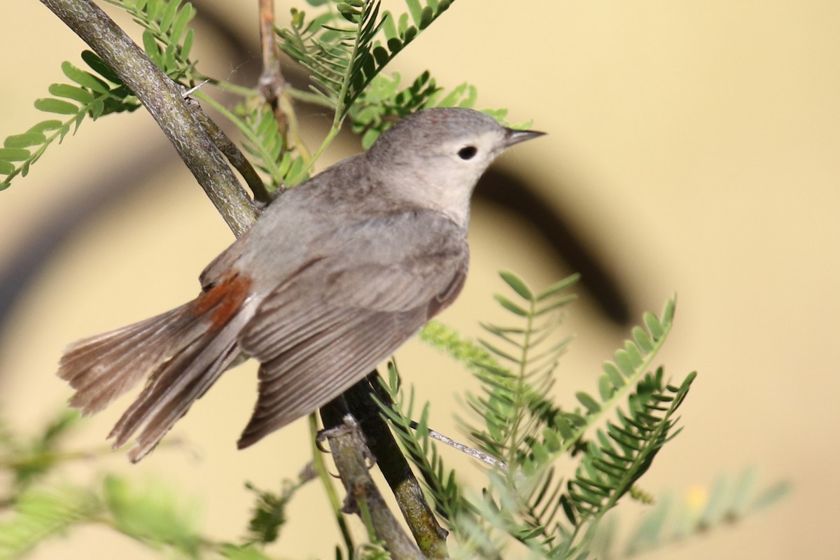 Lucy's Warbler - Louis Hoeniger