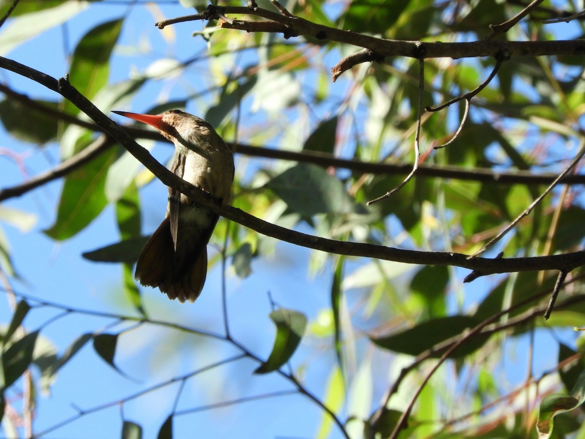 kolibřík lesklobřichý - ML617807819