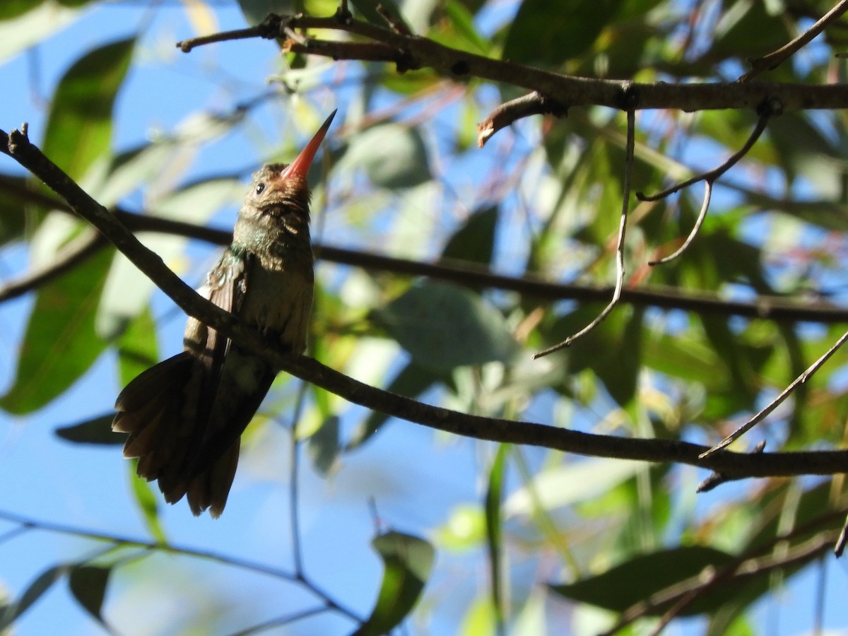 kolibřík lesklobřichý - ML617807820