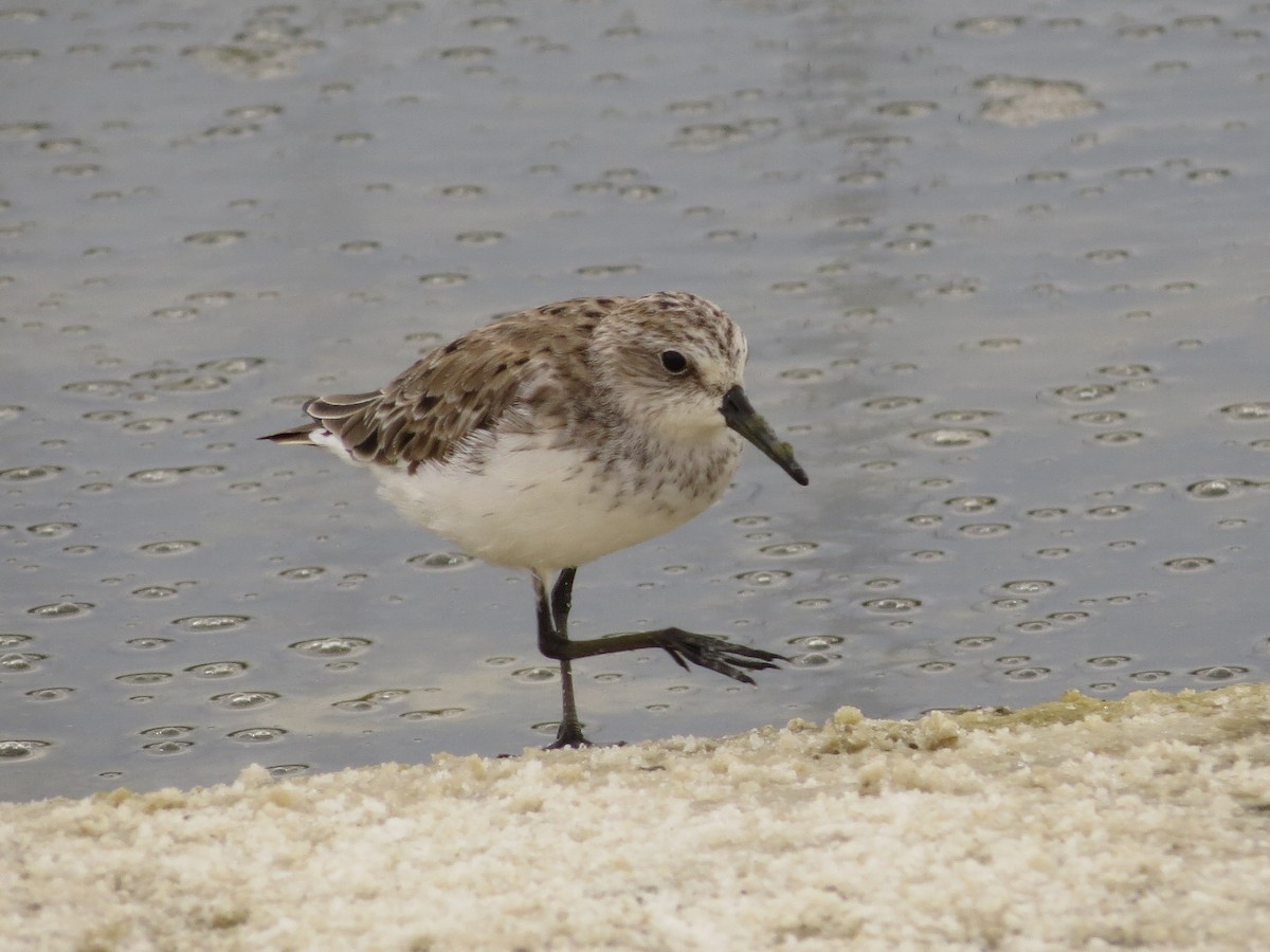 Semipalmated Sandpiper - ML617807821