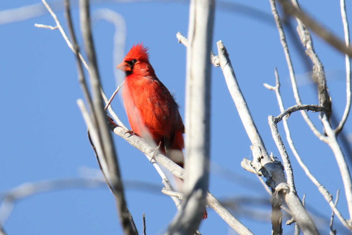 Northern Cardinal - ML617807827