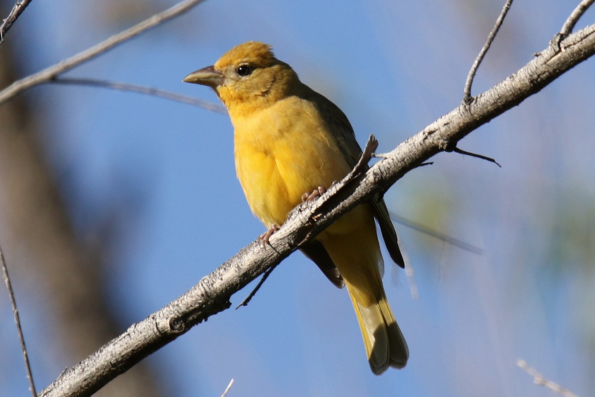 Summer Tanager - ML617807840