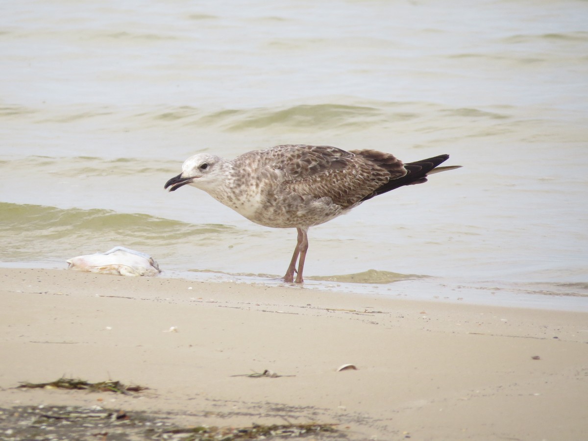 Lesser Black-backed Gull - Douglas Richard