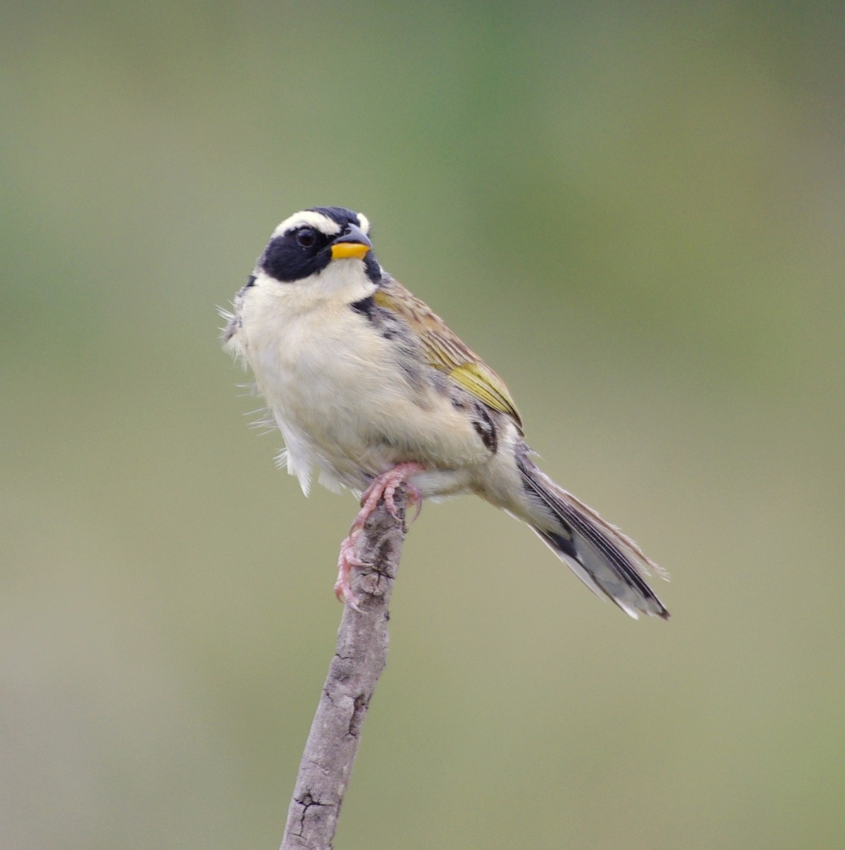 Black-masked Finch - ML617807844