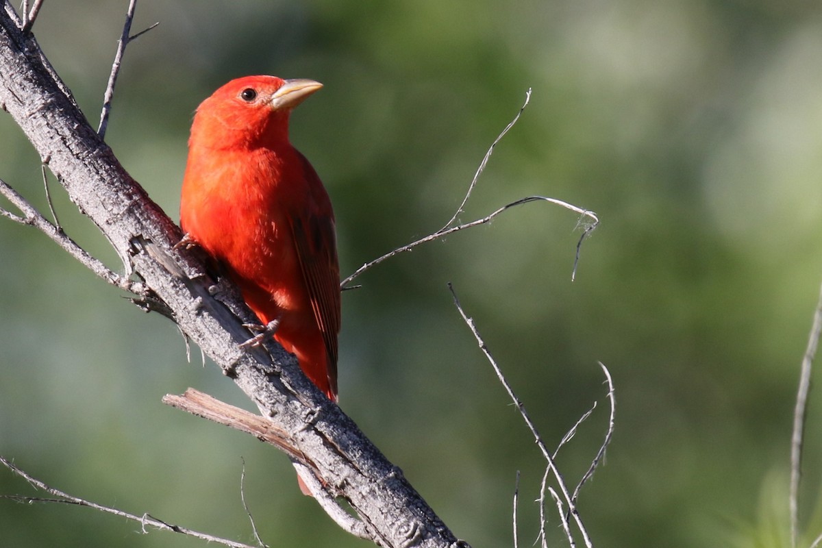 Summer Tanager - ML617807851