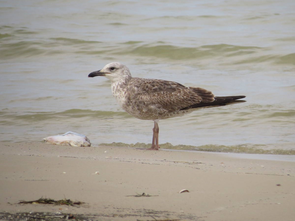 Lesser Black-backed Gull - Douglas Richard